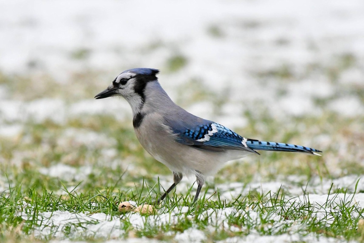 Blue Jay - ML539996081