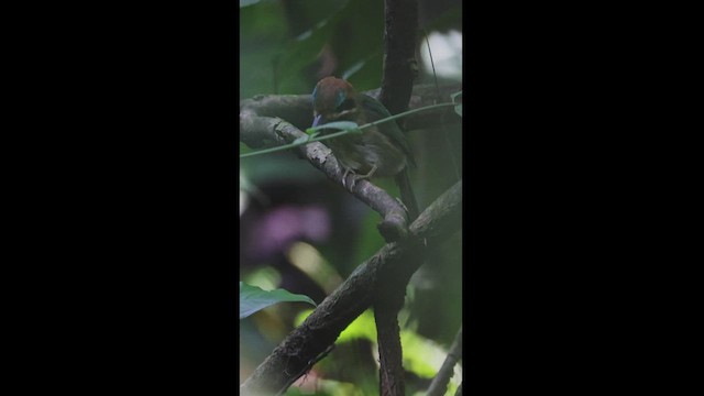 Tody Motmot - ML539996151