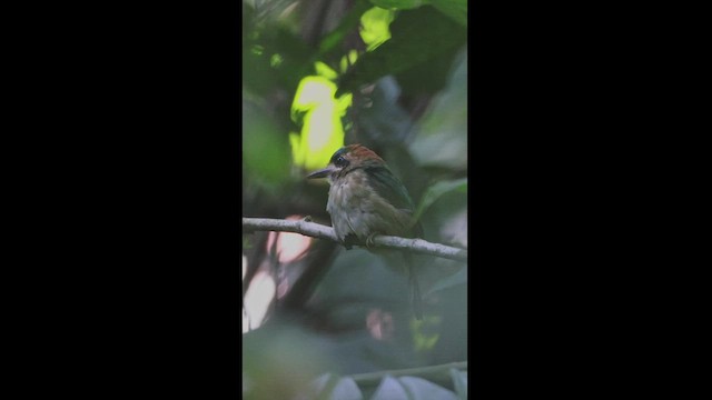 dvergmotmot - ML539996161