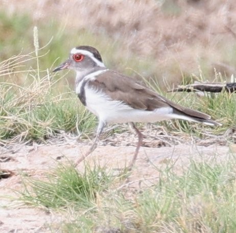 Three-banded Plover (Madagascar) - ML539996181