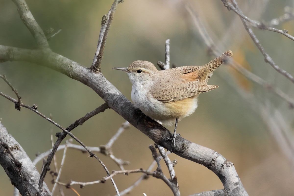 Rock Wren - Bryan Box