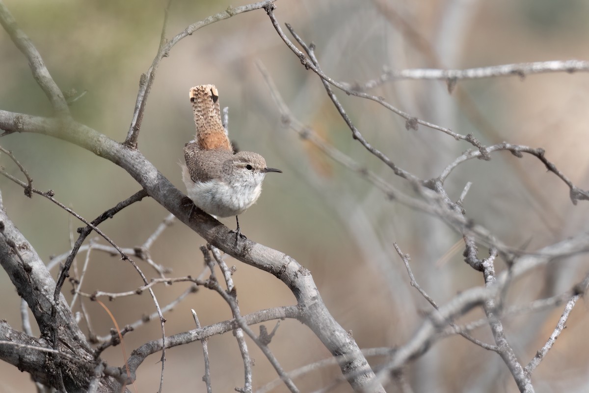 Rock Wren - ML539996211