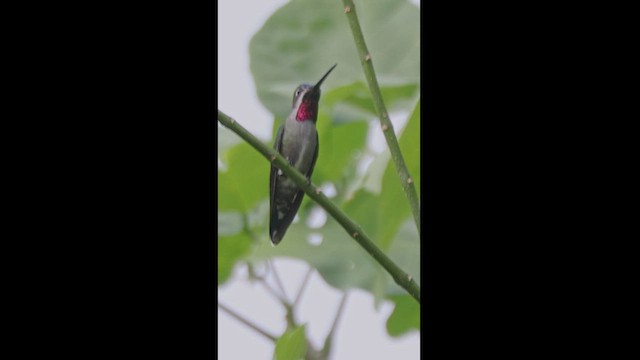 Long-billed Starthroat - ML539998111