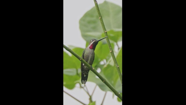 Long-billed Starthroat - ML539998121