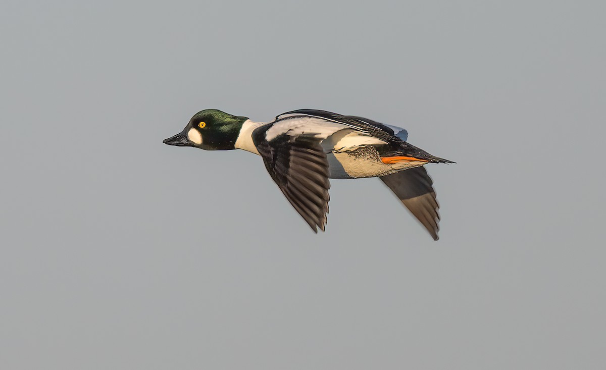 Common Goldeneye - Harvey Fielder