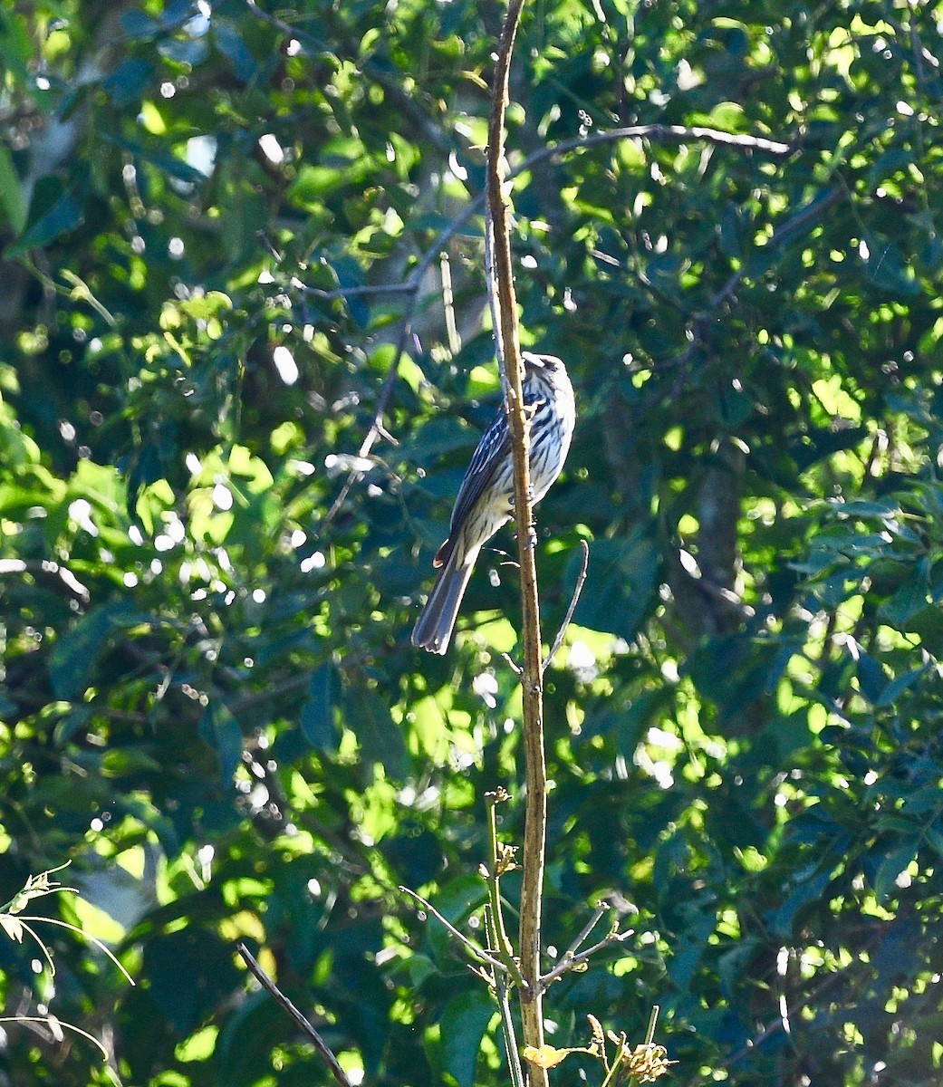 Streaked Flycatcher - ML539998501