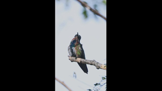 kolibřík lesklý - ML539998981