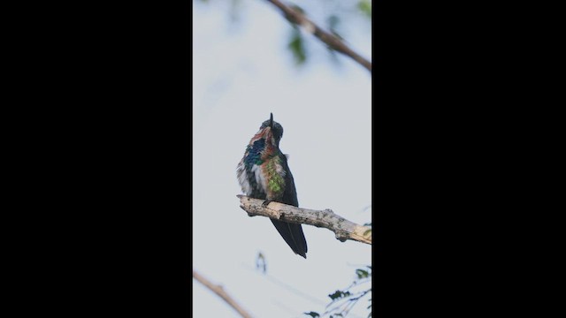 Green-breasted Mango - ML539998981