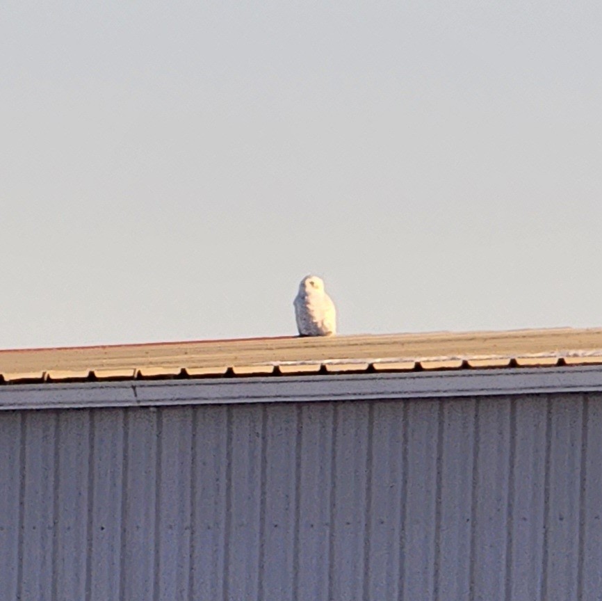 Snowy Owl - ML539999801