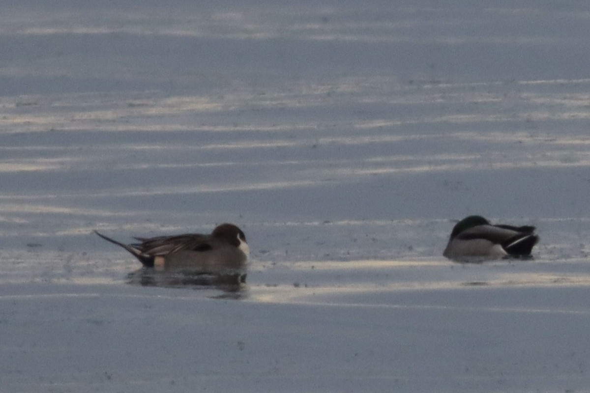 Northern Pintail - ML540000181