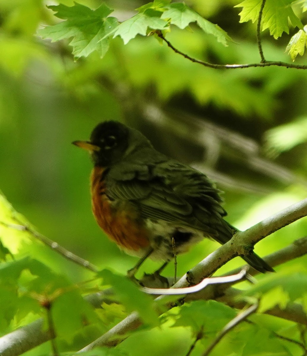 American Robin - ML540000901