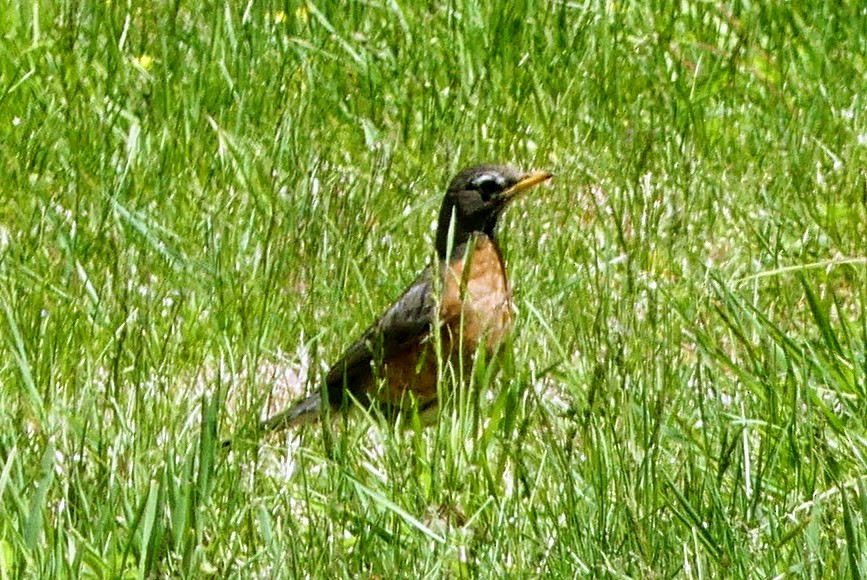 American Robin - ML540000911