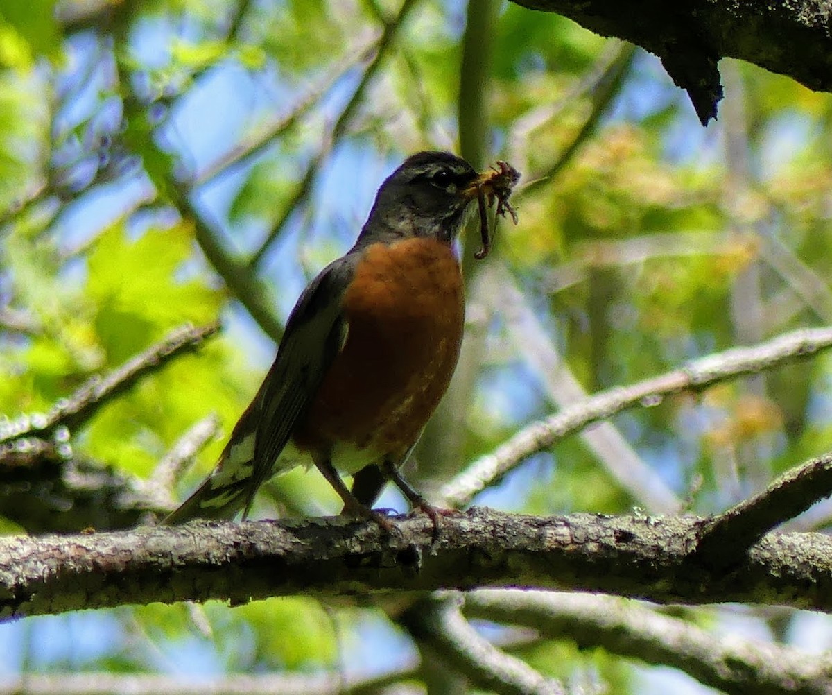 American Robin - ML540000921