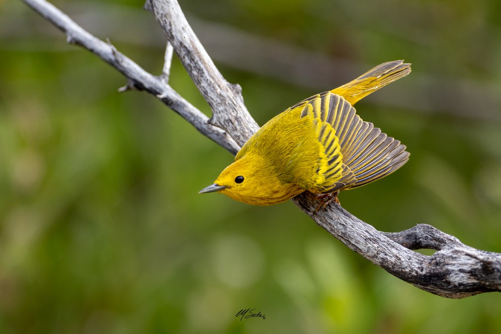 Northern/Mangrove Yellow Warbler - ML540001041
