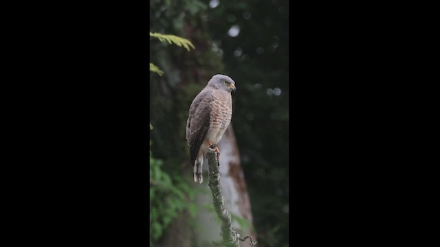 Roadside Hawk - ML540001081