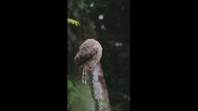 Roadside Hawk - ML540001091