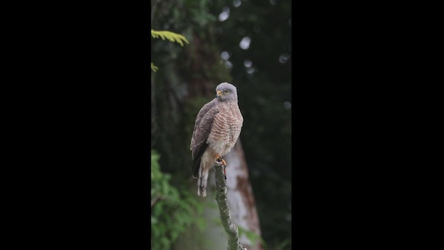 Roadside Hawk - ML540001101