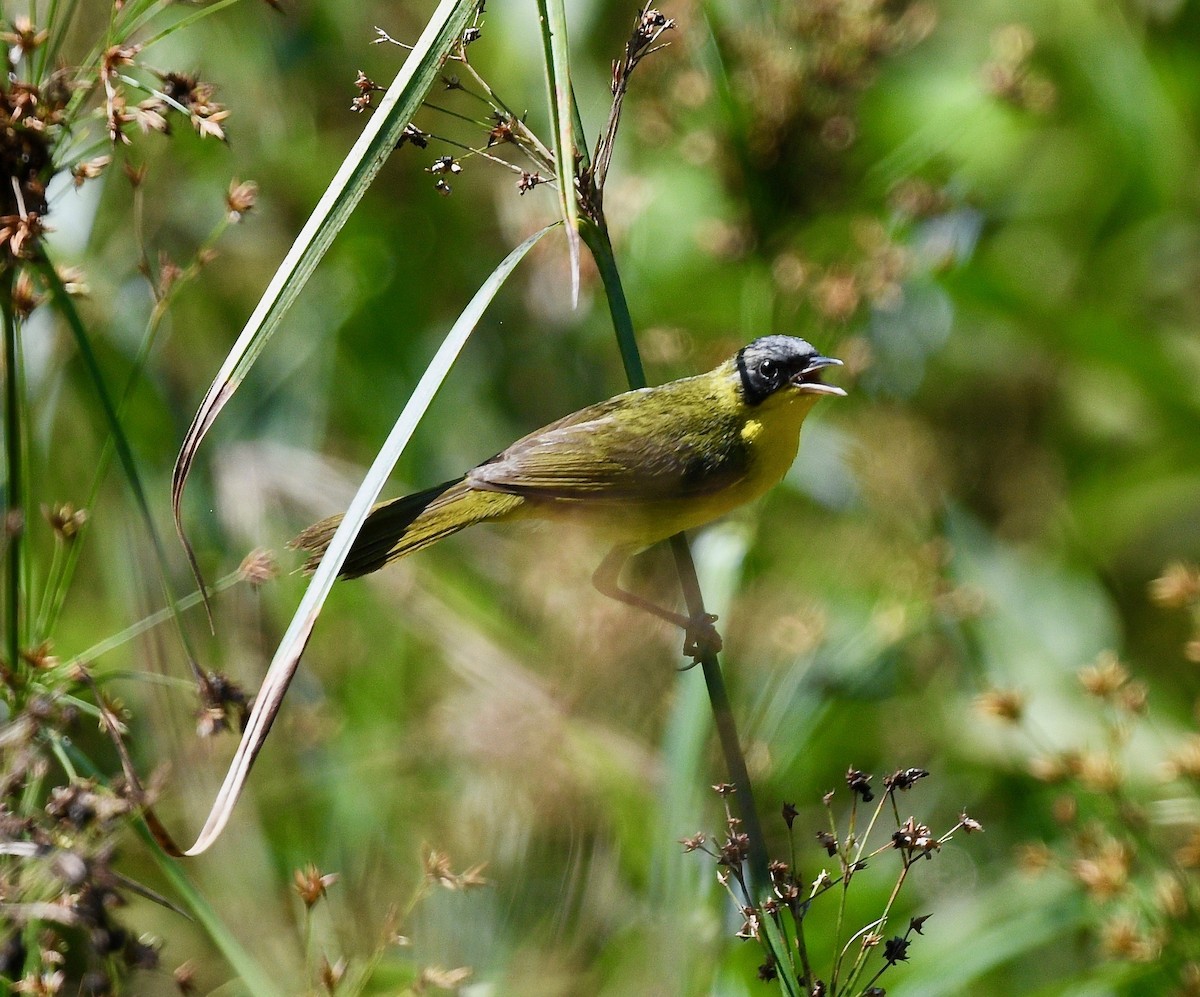 Southern Yellowthroat - ML540001711