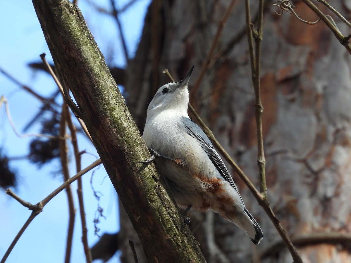 White-breasted Nuthatch - ML540003061