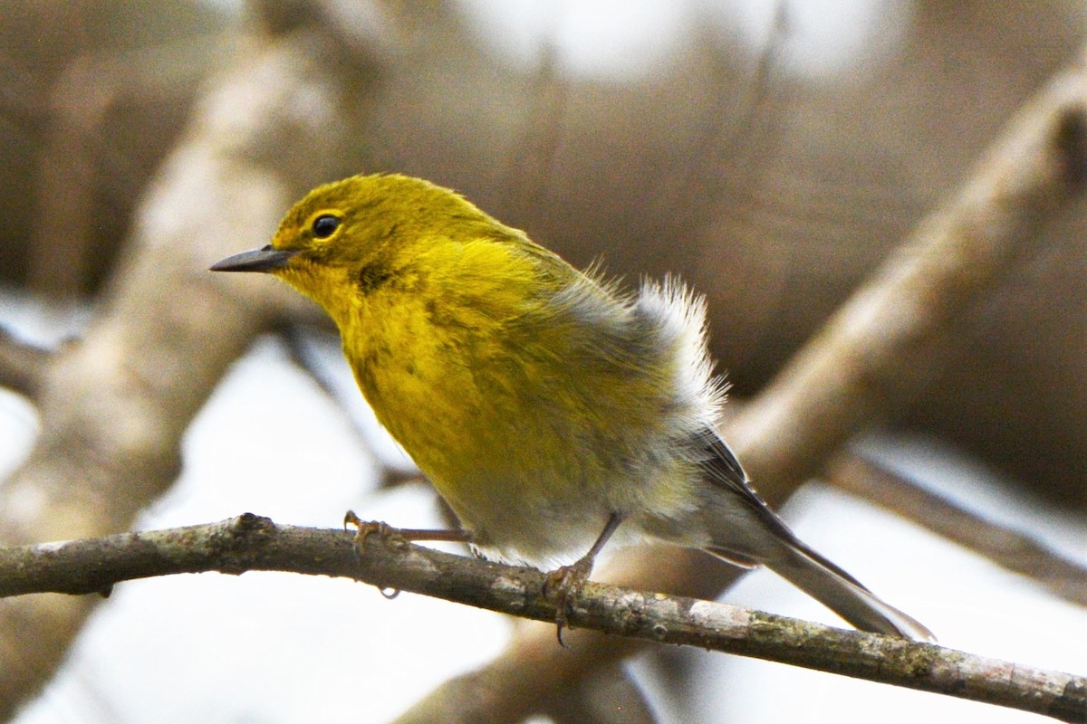 Pine Warbler - Louise Hewlett