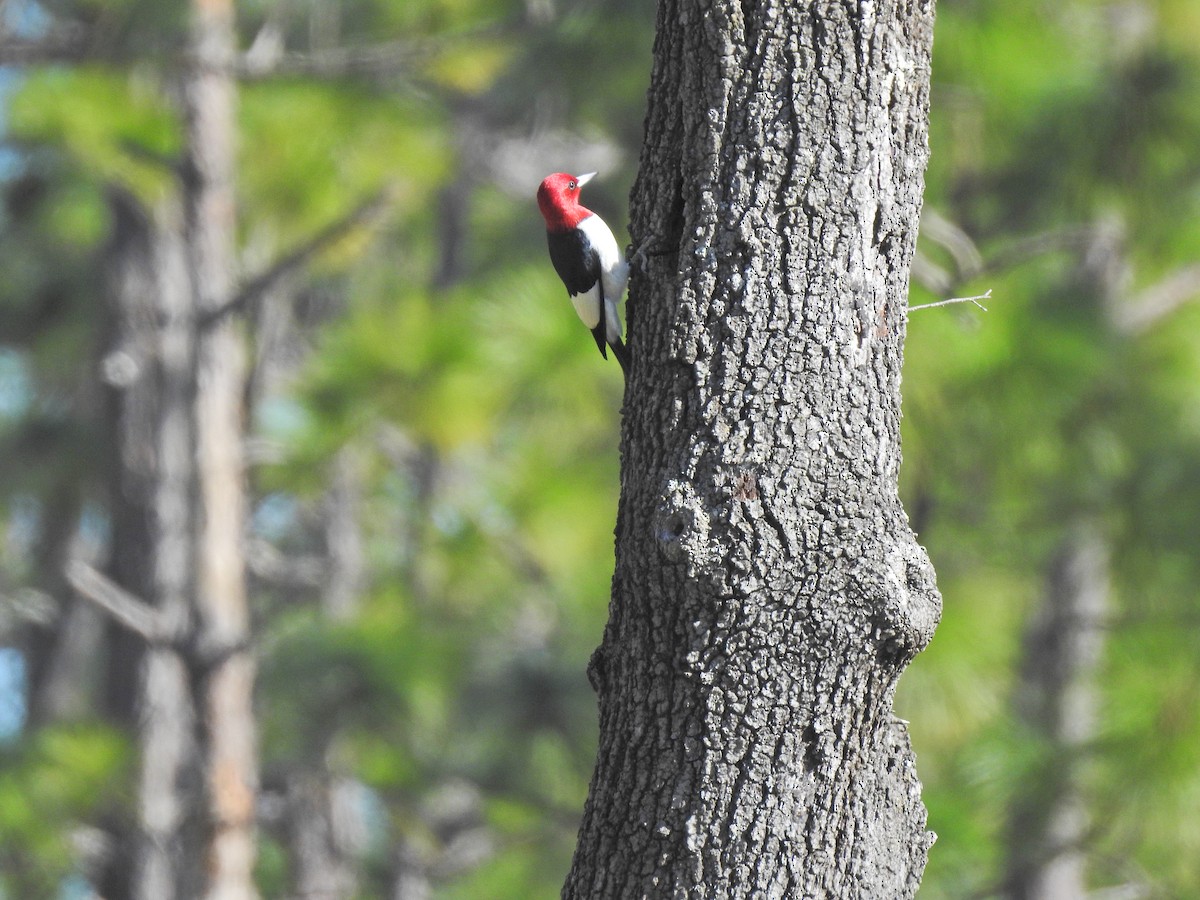 Red-headed Woodpecker - Judith Birkel