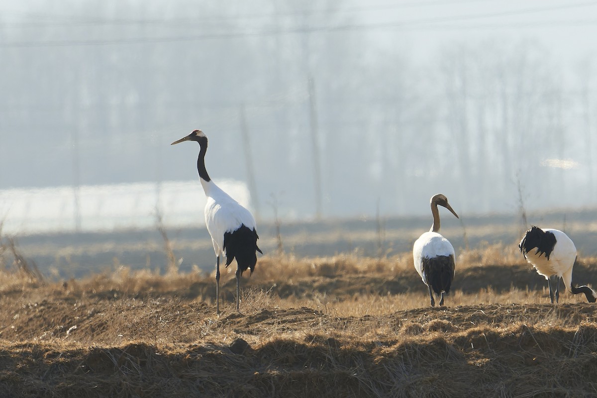 Red-crowned Crane - ML540003461