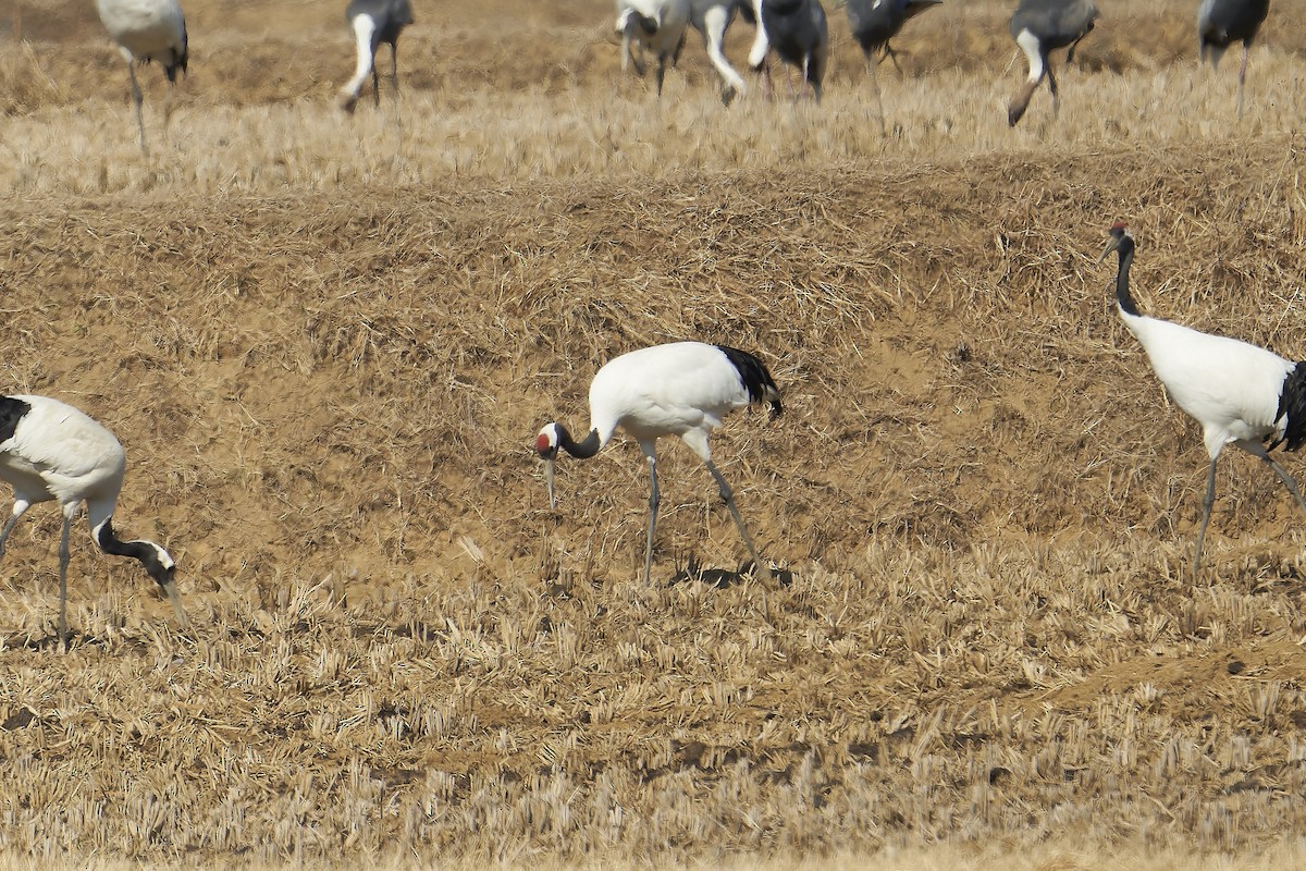 Red-crowned Crane - ML540003481