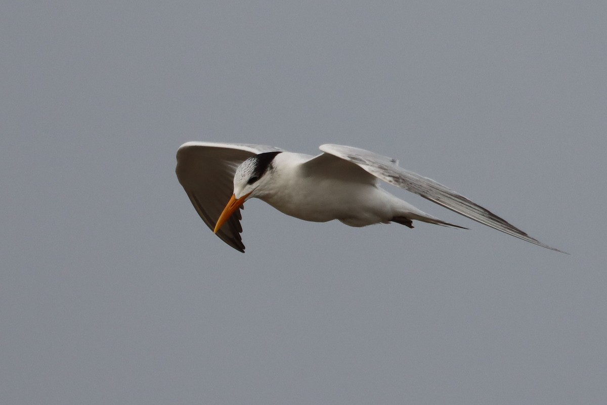 Royal Tern - Reinhard Vehring