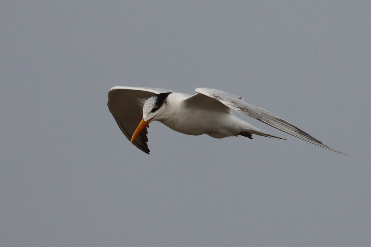 Royal Tern - ML540007511