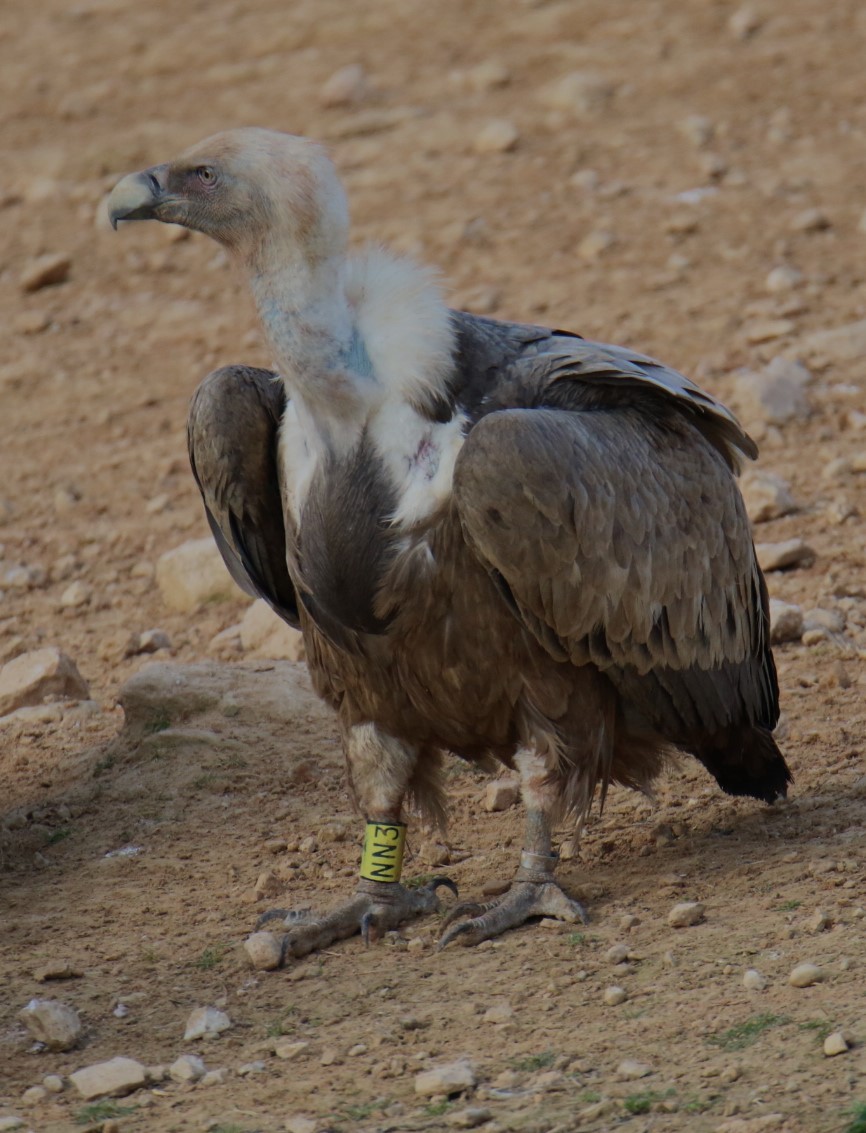 Eurasian Griffon - ML540008001