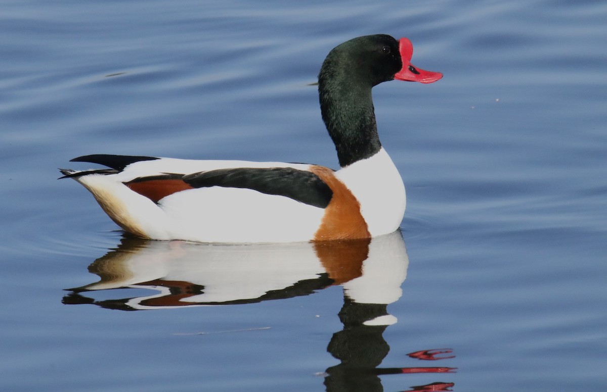 Common Shelduck - Chelsea Hockenbury