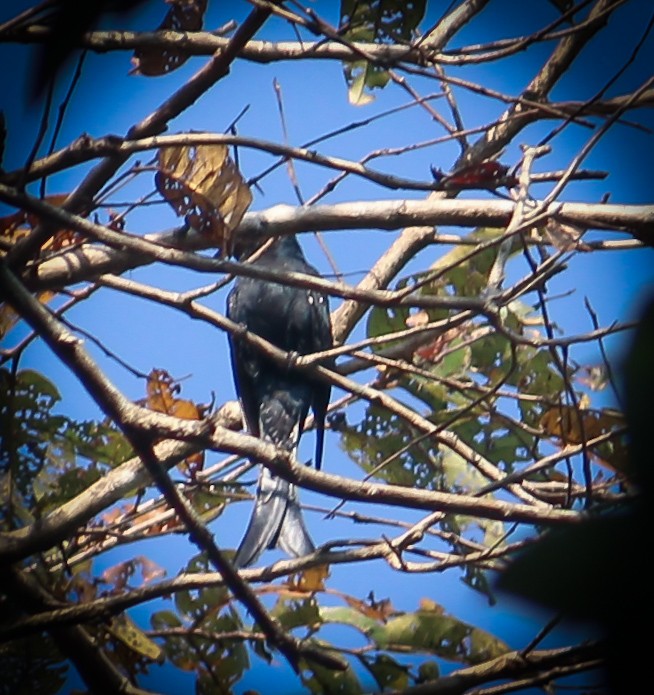 Fork-tailed Drongo-Cuckoo - ML540009471