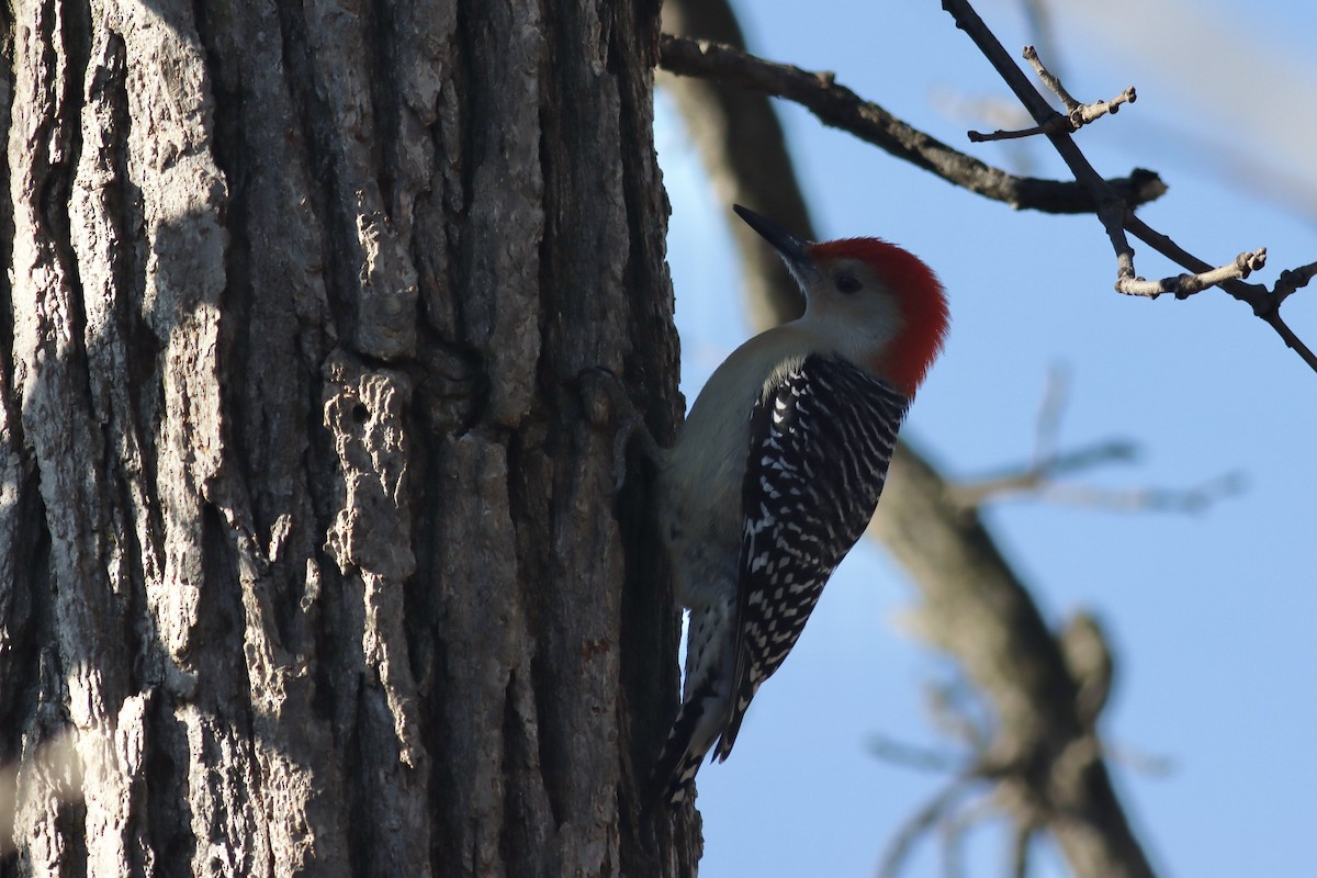 Red-bellied Woodpecker - Katharine Spencer