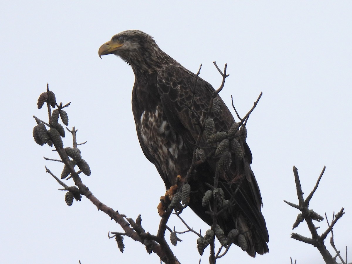 Bald Eagle - Ed Daniels