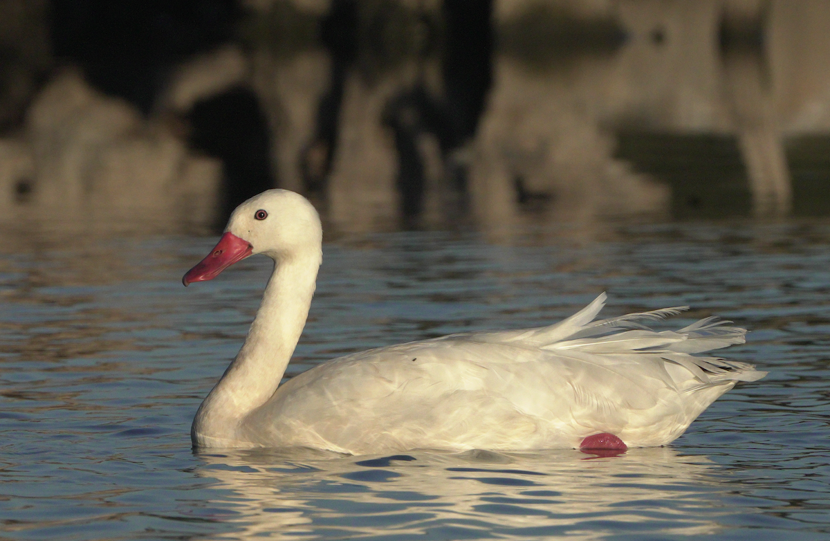 Coscoroba Swan - ML540011861