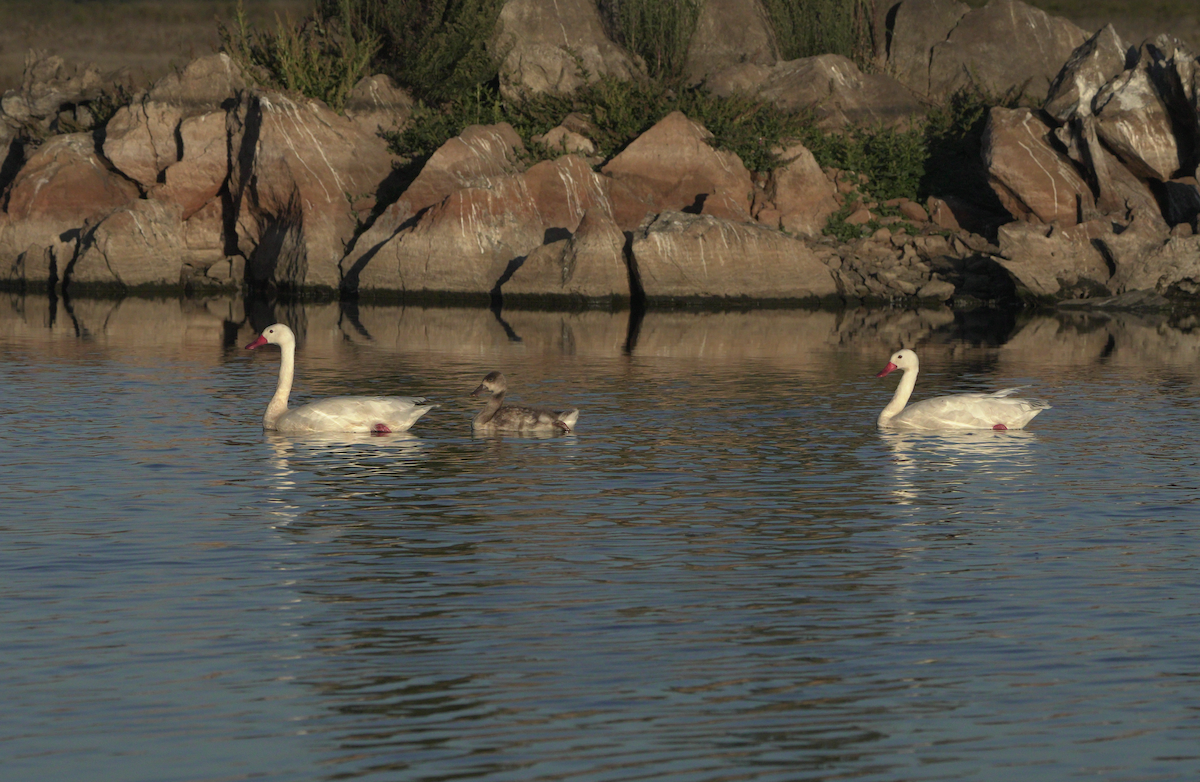 Coscoroba Swan - ML540011871