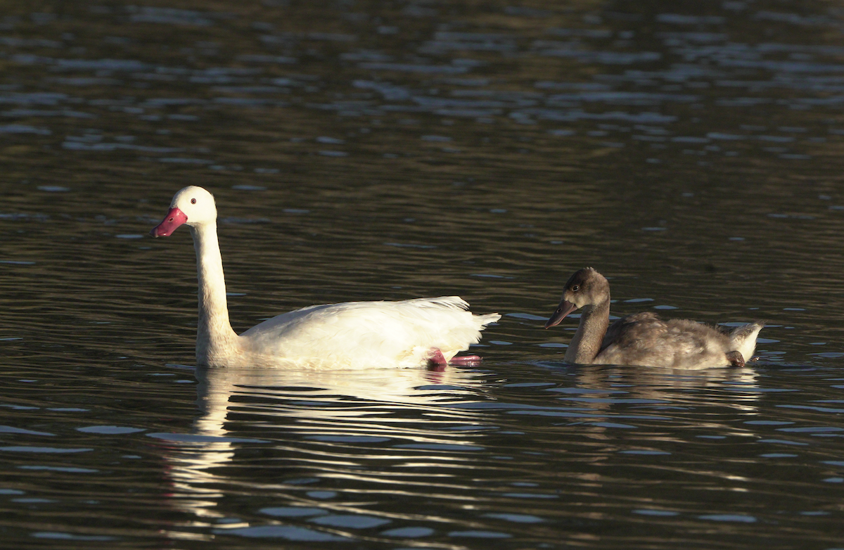 Coscoroba Swan - ML540011881