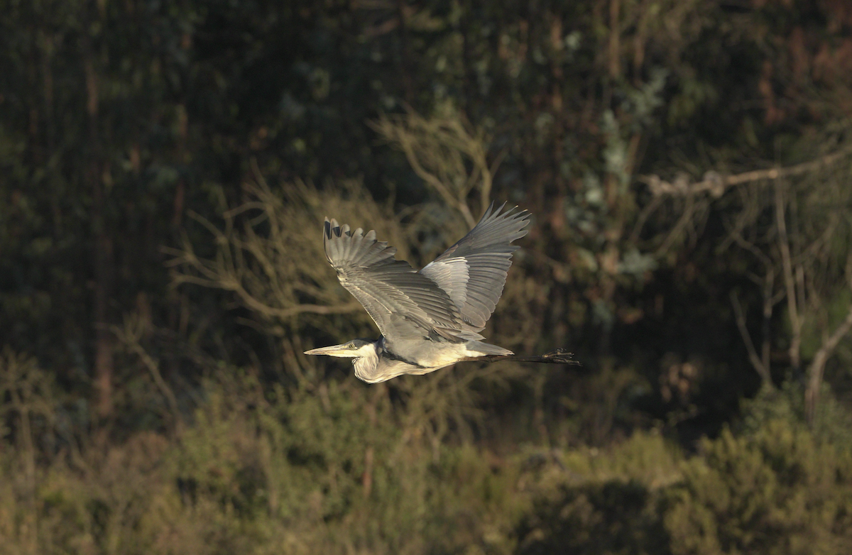 Garza Cuca - ML540012071