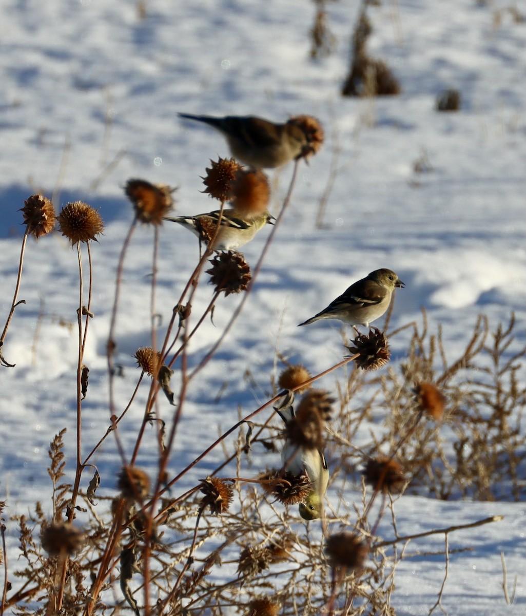 American Goldfinch - Brenda Dunham