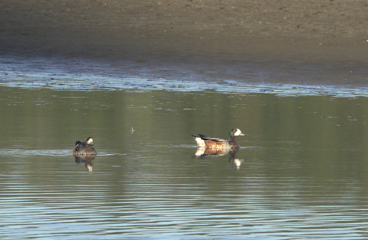 Chiloe Wigeon - ML540012431