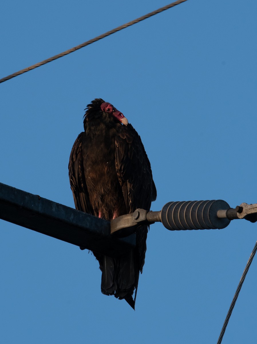 Turkey Vulture - David Robinson