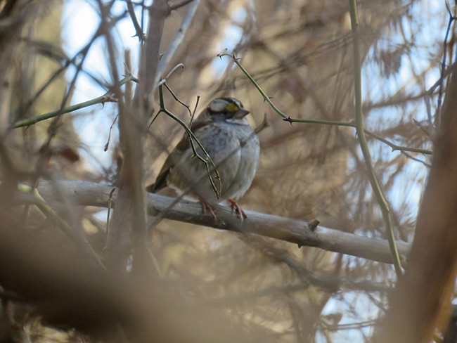White-throated Sparrow - ML540013791