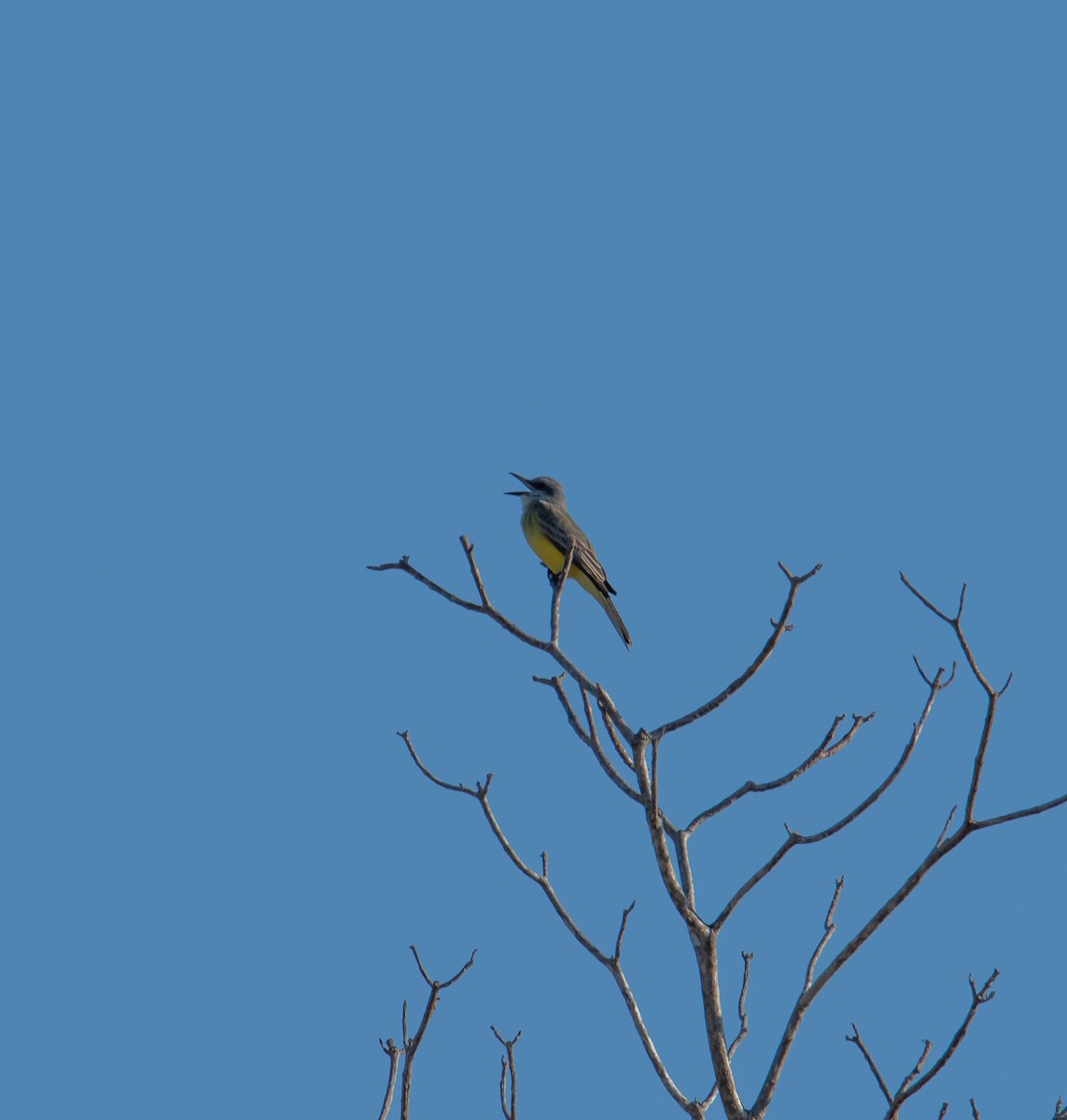 Tropical Kingbird - ML540014961