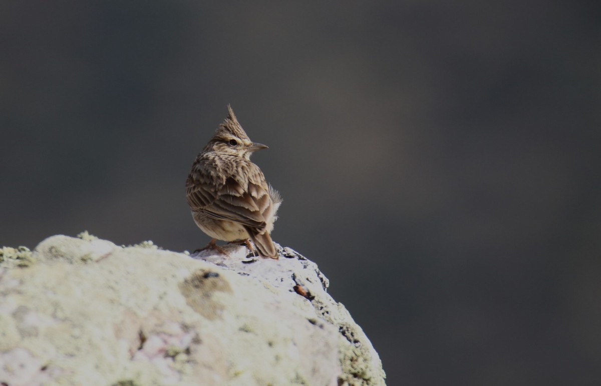 Thekla's Lark - ML540015161
