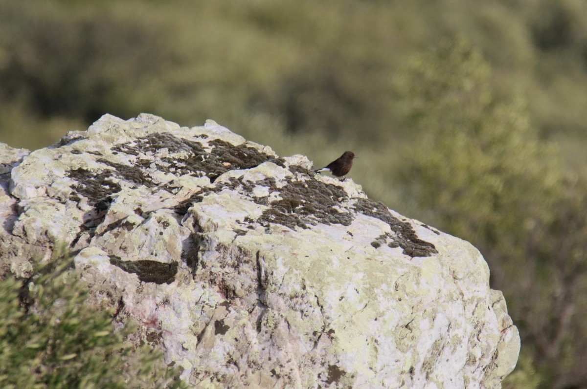 Black Wheatear - ML540015271