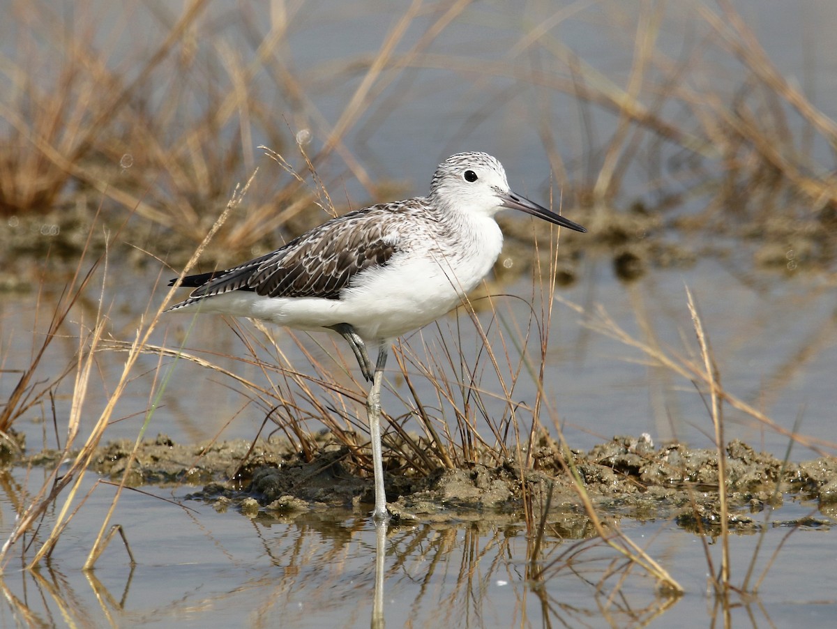 Common Greenshank - ML540015701