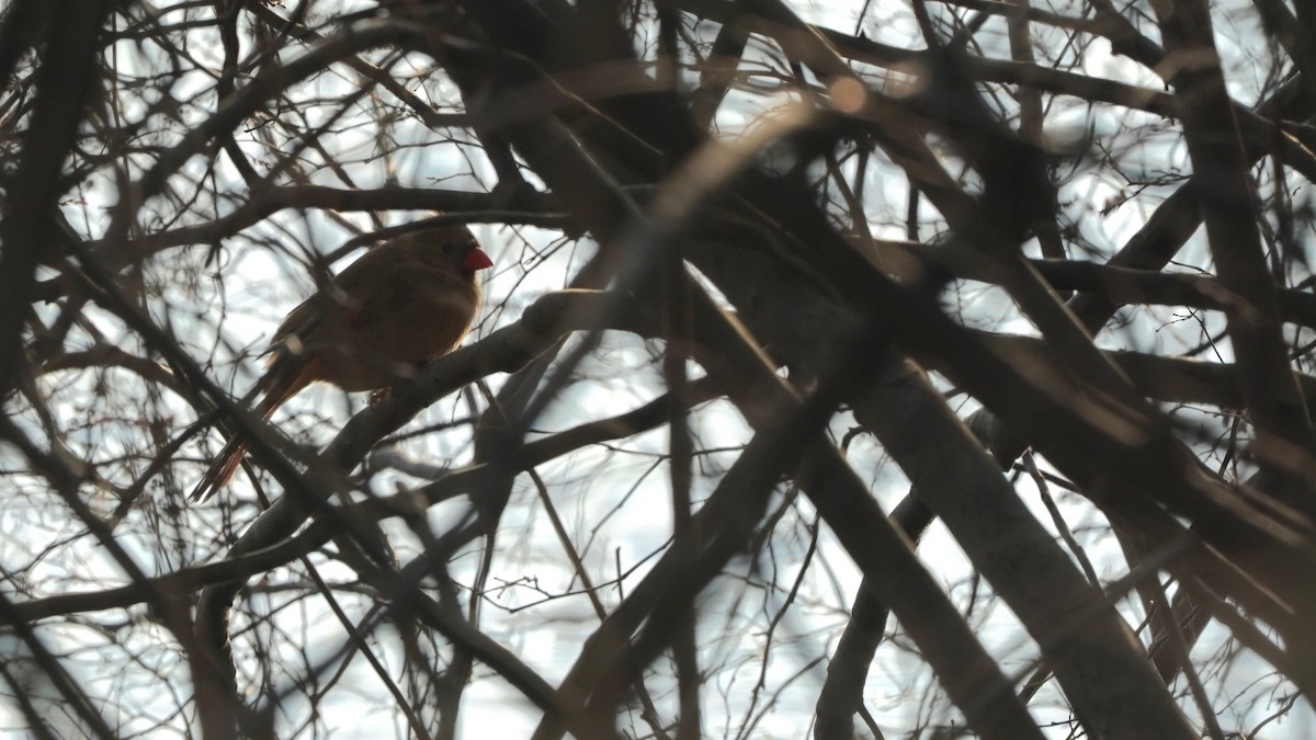 Northern Cardinal - ML540016621