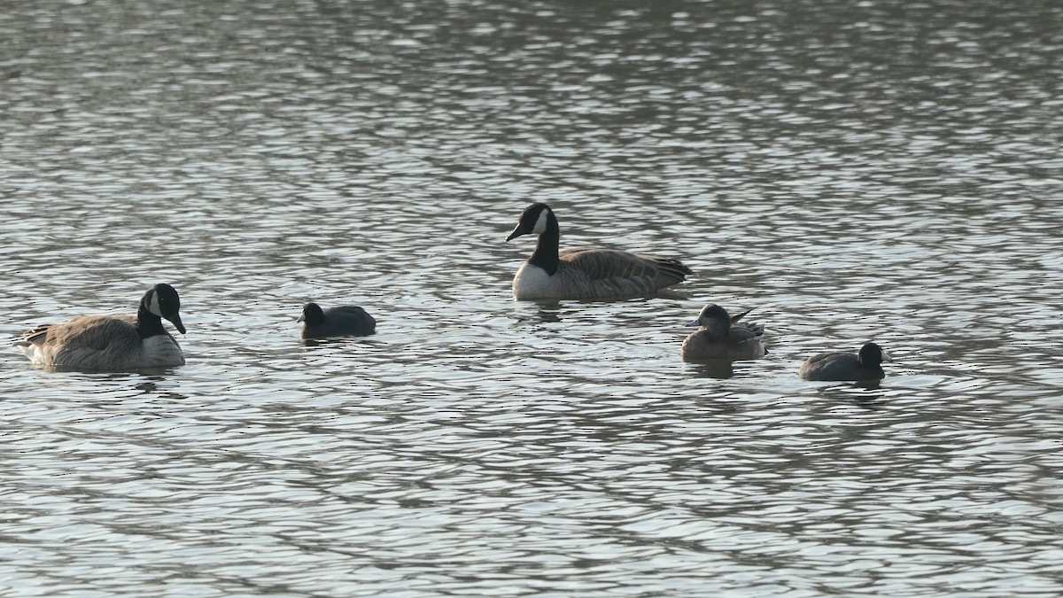 American Coot - ML540017471