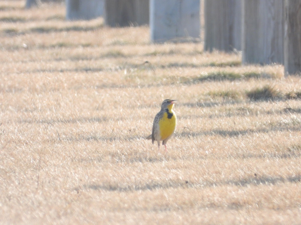 Western Meadowlark - ML540017781