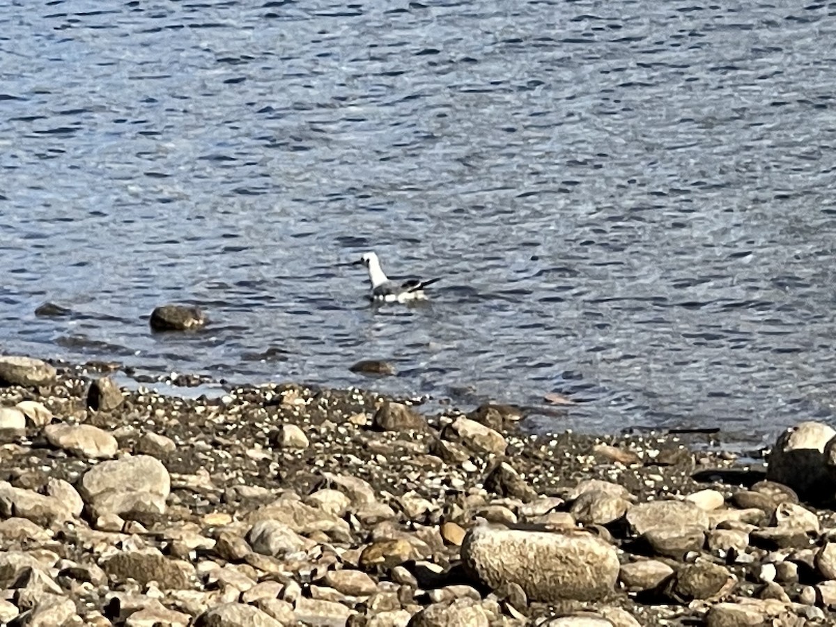 Bonaparte's Gull - ML540019051